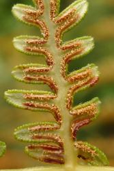 Pteridium esculentum. Mature sori protected by reflexed membranous lamina margin.
 Image: L.R. Perrie © Leon Perrie 2013 CC BY-NC 3.0 NZ